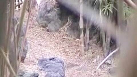 fuck in the forest | watch  HD hidden camera sex movie for free